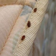 Bed bugs on a mattress